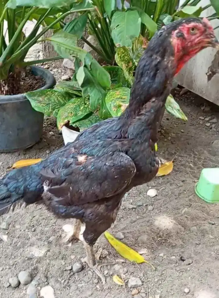 Shamo eropa super jumbo 1x produk