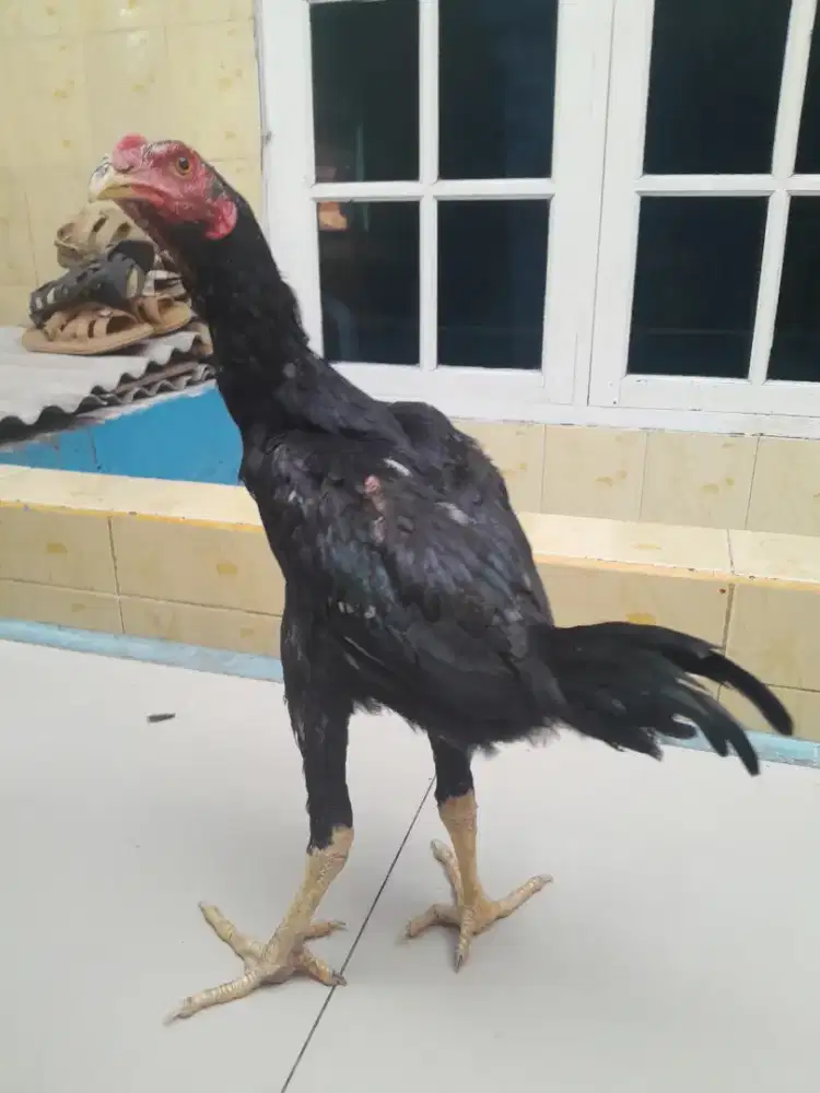 Ayam Bangkok X Pakhoy Muda