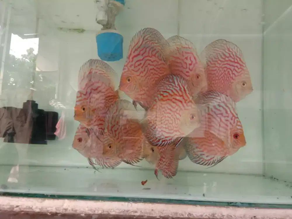 Ikan discus pigeon