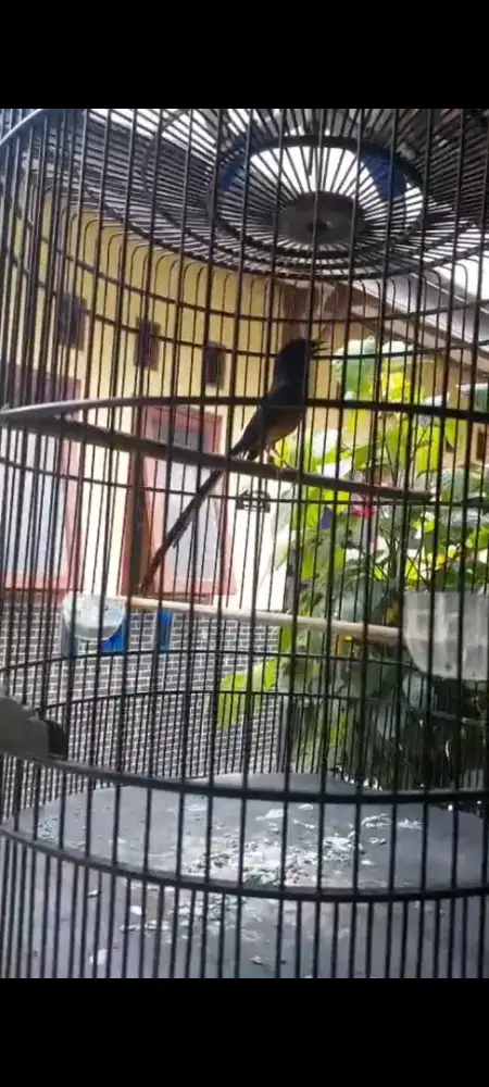 Murai batu medan pastol gacor rajin