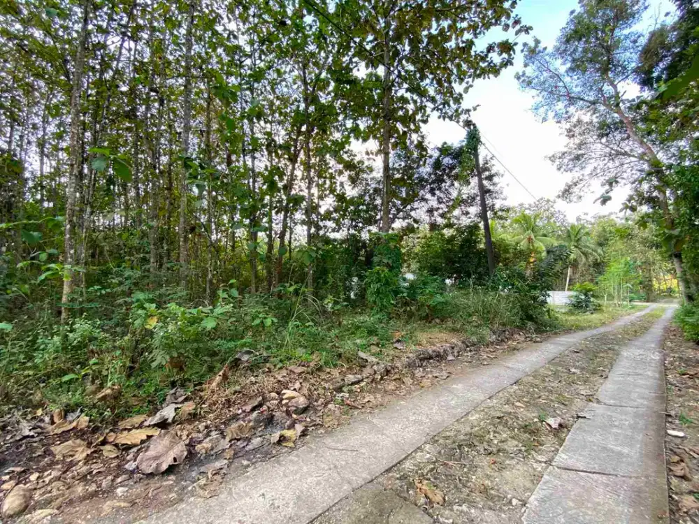 Tanahmurah wonosari gunung kidul kebun jati