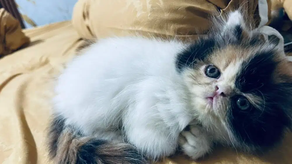Kucing calico peaknose betina