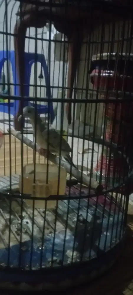Perkutut silver manggung