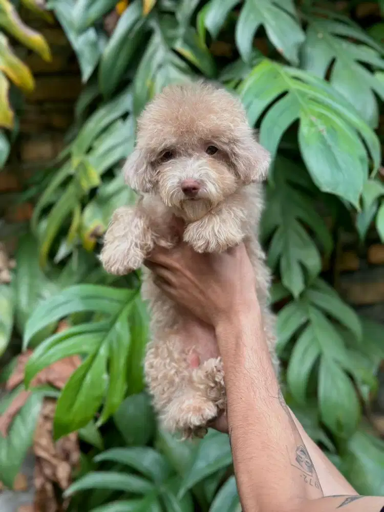Teacup poodle betina