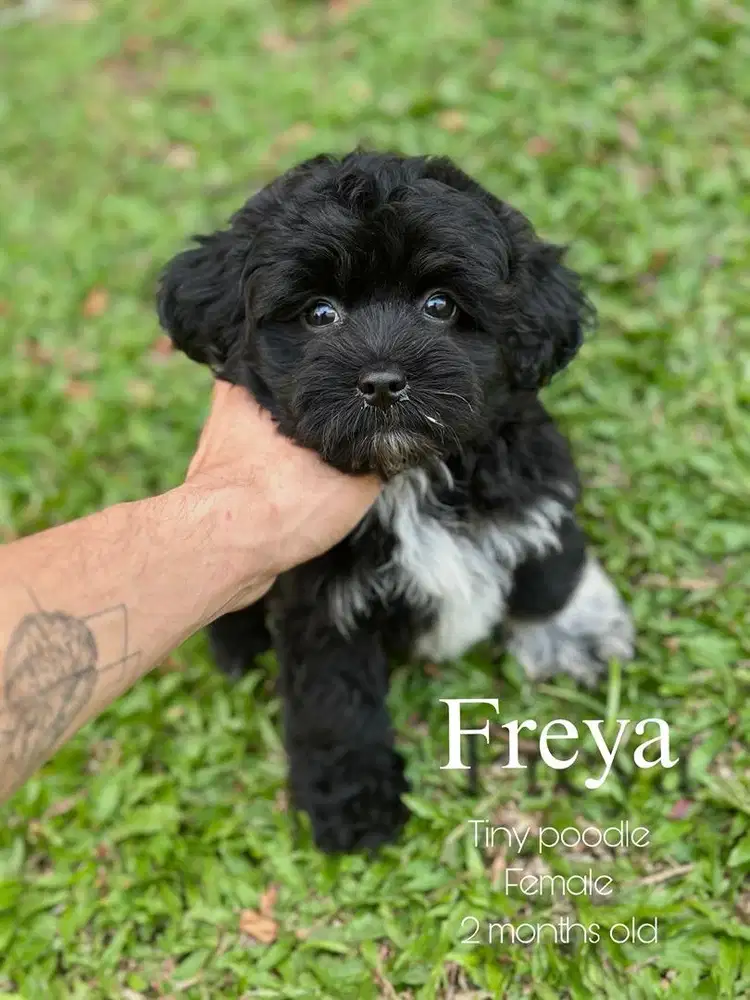 Tiny poodle betina