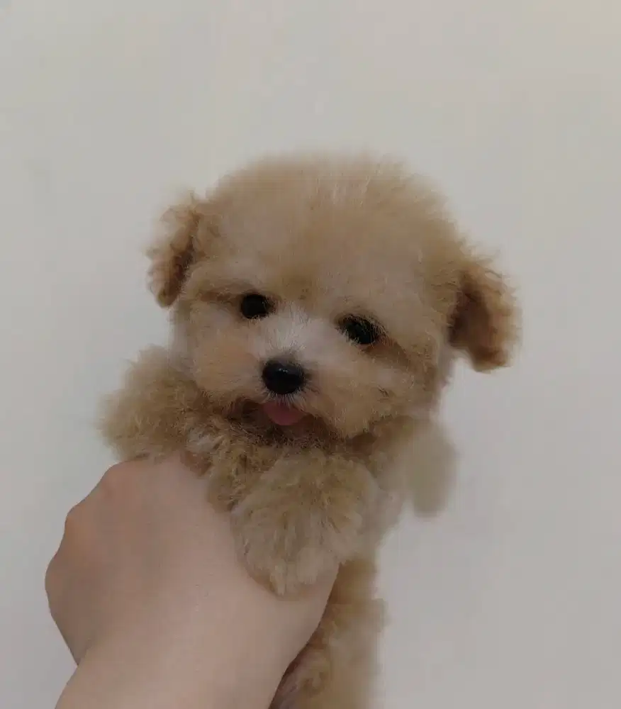 Super tiny poodle