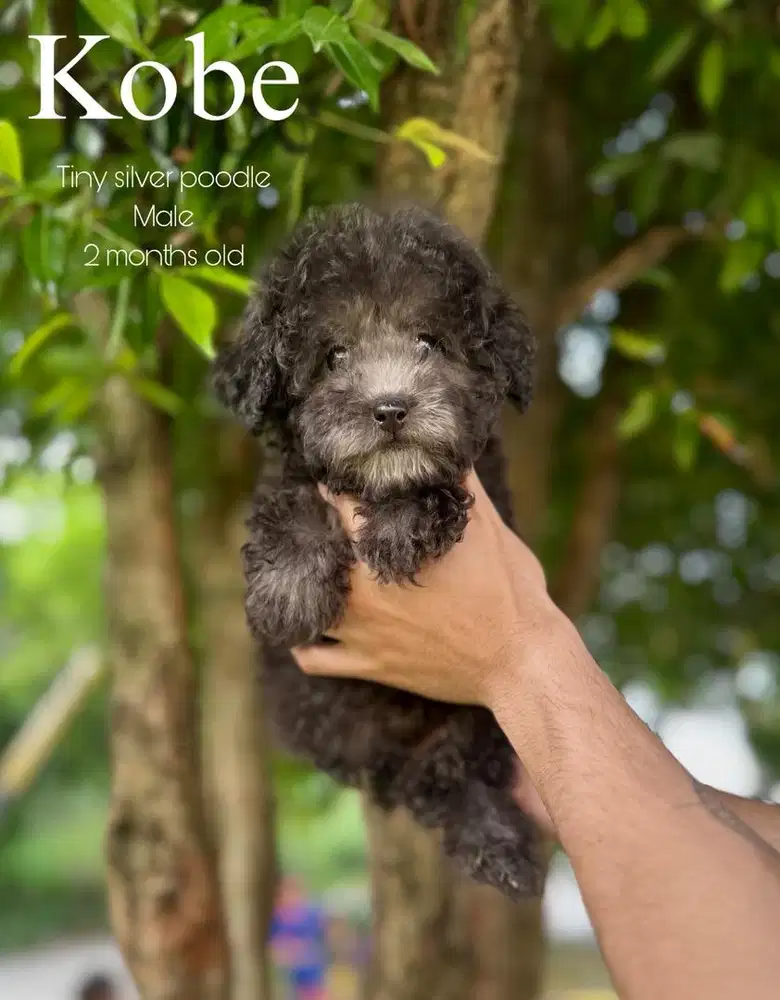 tiny silver poodle jantan