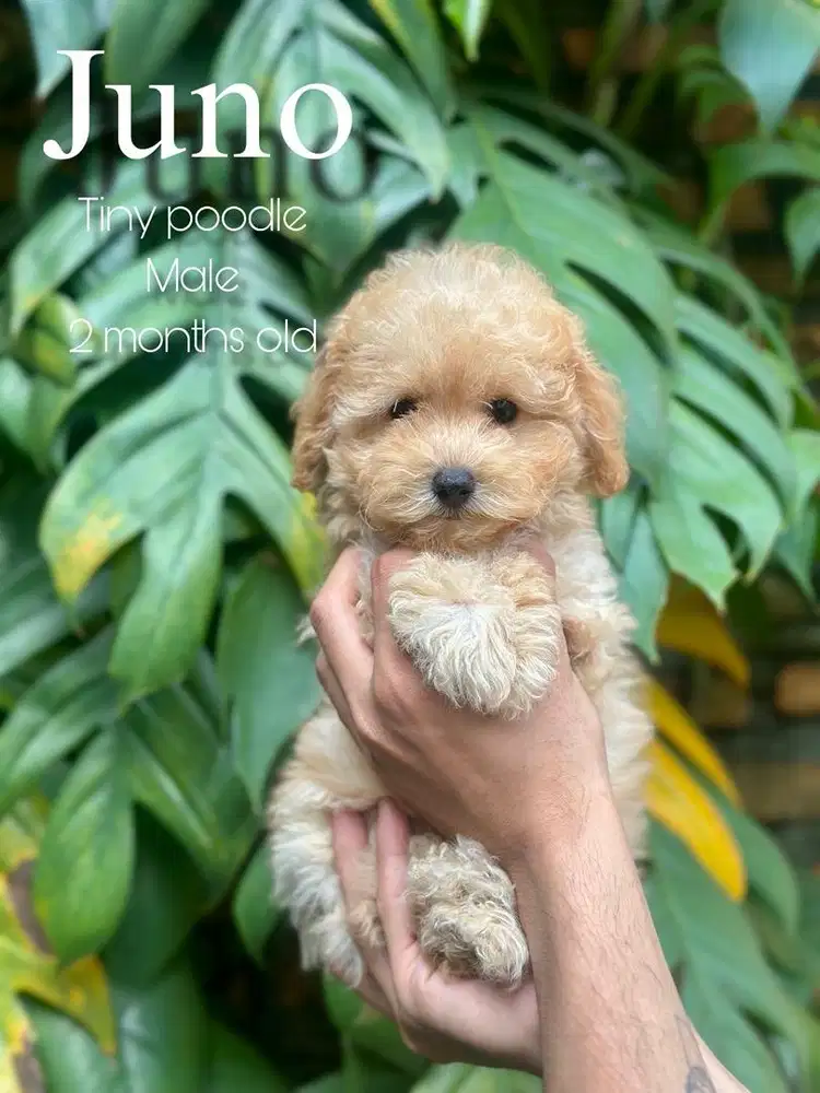 tiny poodle jantan