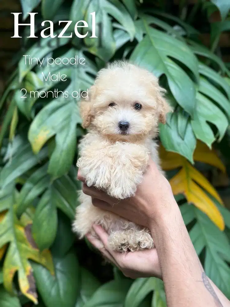 tiny poodle jantan