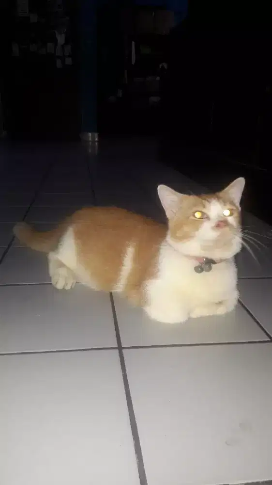 kucing munchkin NS kaki cebol