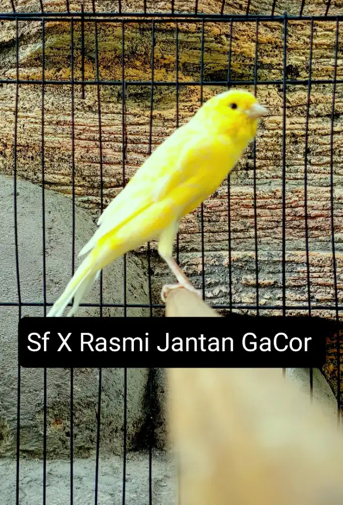 Kenari Sf Rasmi Jantan Gacor