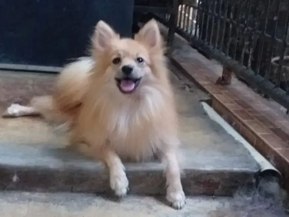 Pomeranian jantan
