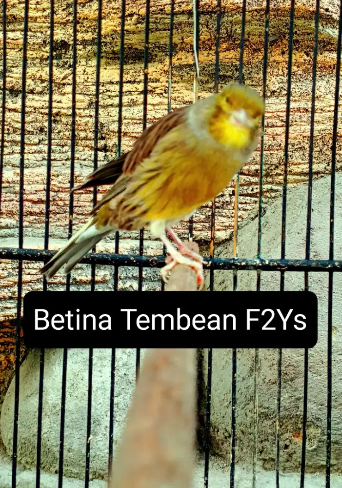 Kenari F2Ys Betina tembean