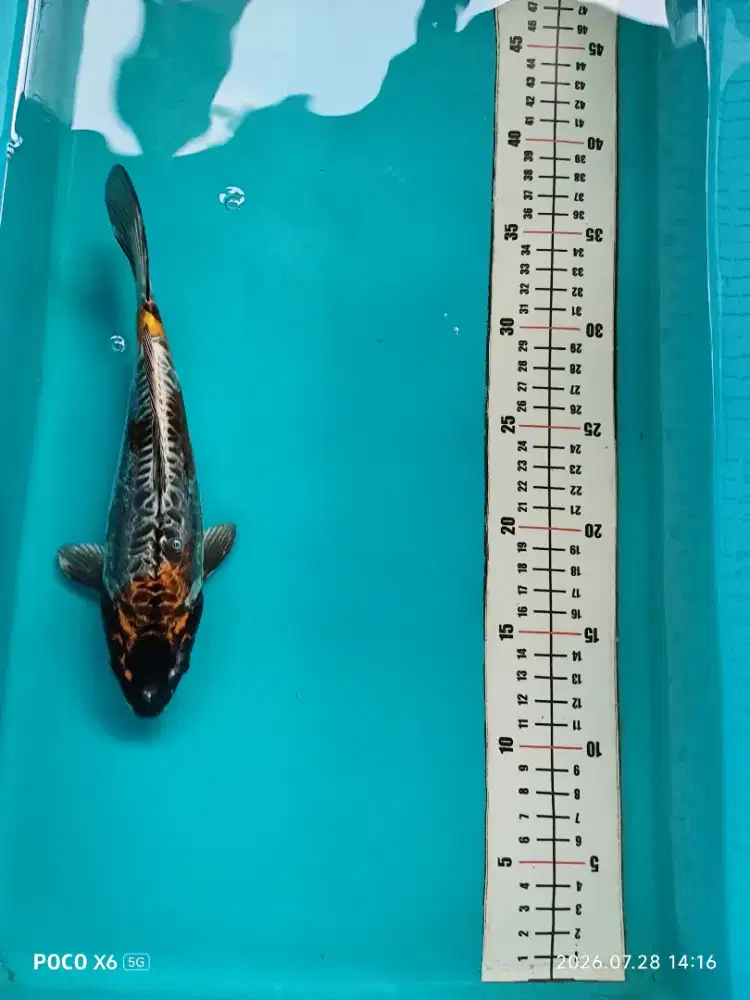 Ikan koi blitar jenis kiko