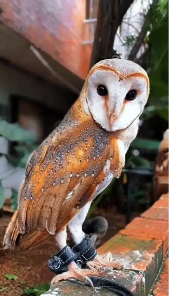 Buek jinak mulus