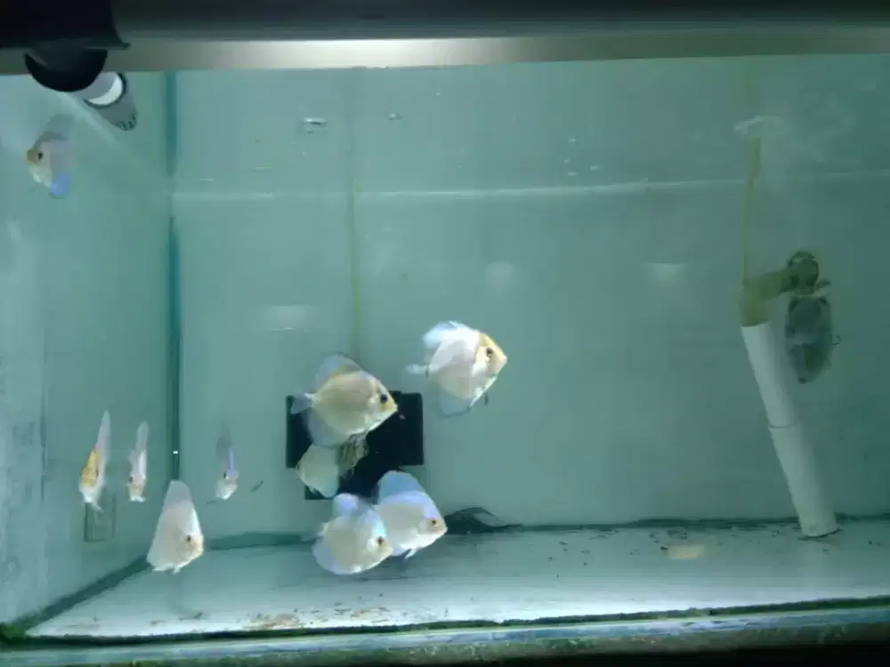 Ikan diskus blue diamond