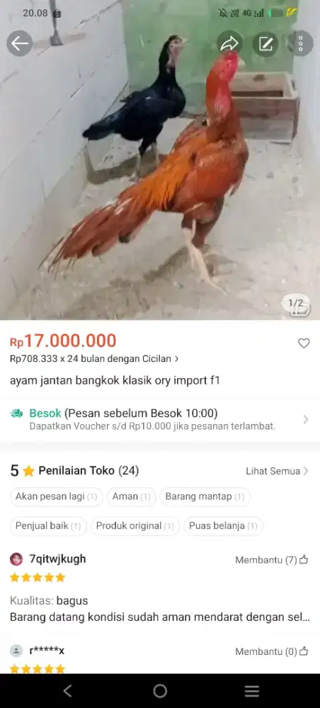 Ayam bangkok SHIAM klasik import f1