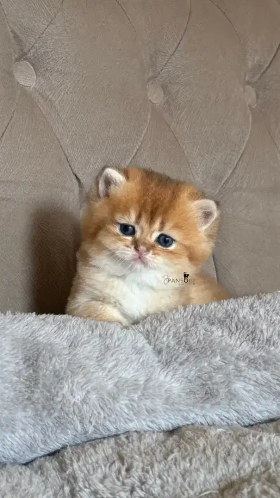 british shorthair jantan golden anak import