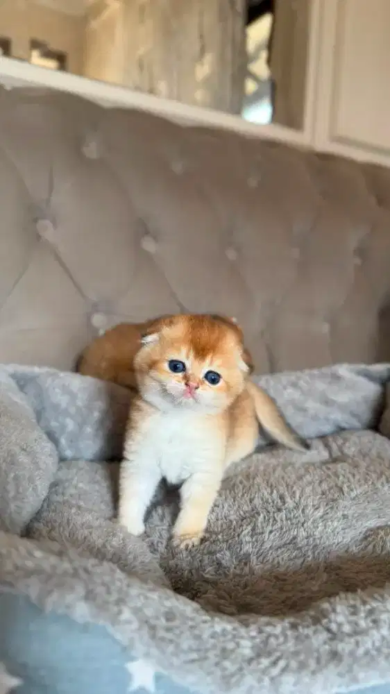 scottish fold betina kitten golden anak import