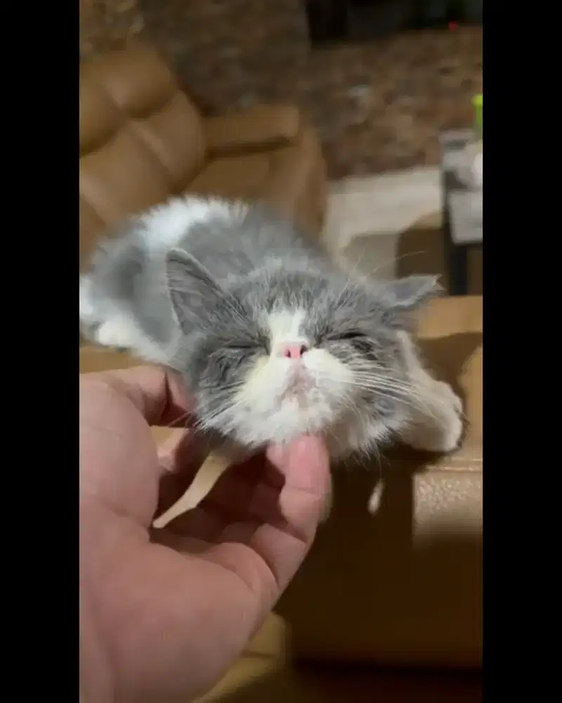 Kitten pesek shorthair