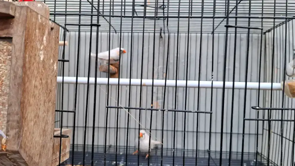 Zebra Finch CFW sepasang