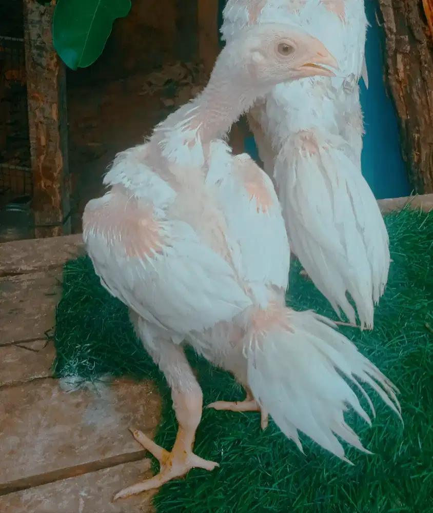 Ayam ekor lidi 3bulan