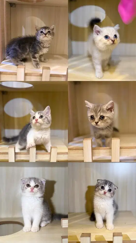 Bsh x scottish kitten