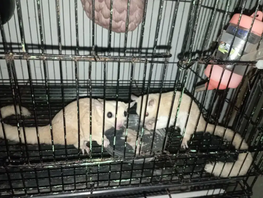 Sugar glider jenis Leu/albino