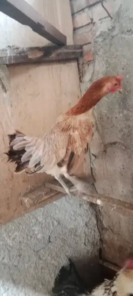 Ayam Pelung Betina