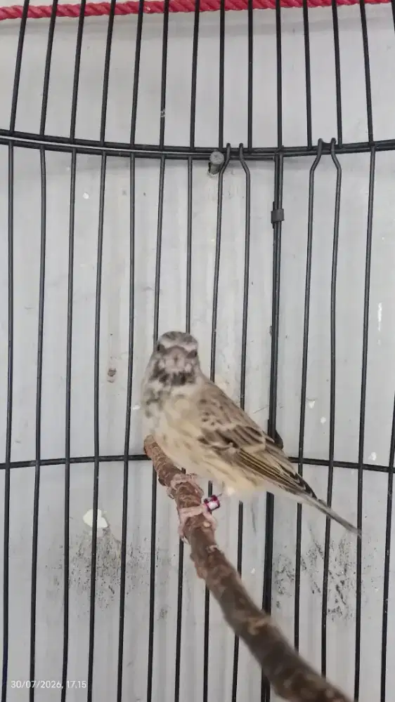 Burung Blackthrout gacor