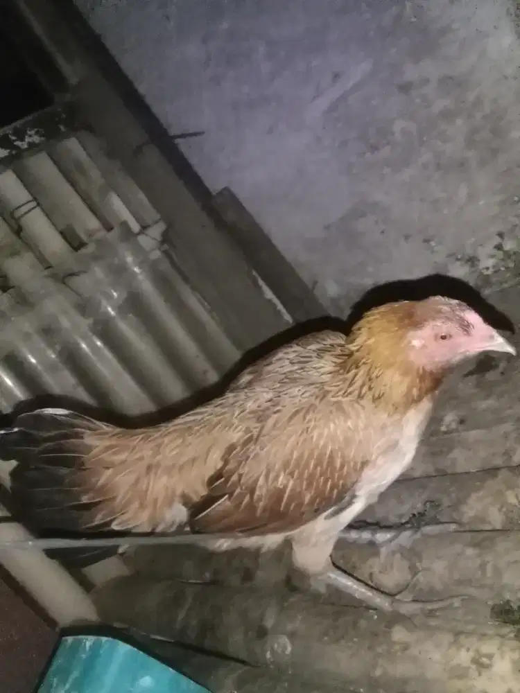 Ayam dara dikit lg nelor