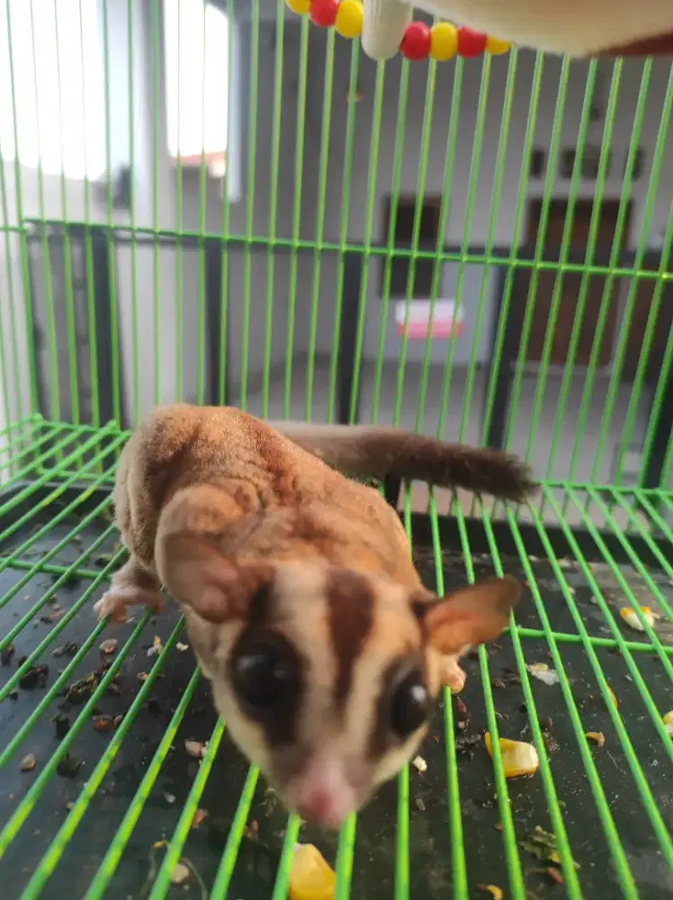 Jual Sugar Glider Classic Grey