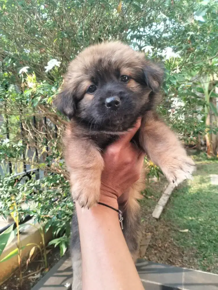 Puppy Pom mix lucu dan imut