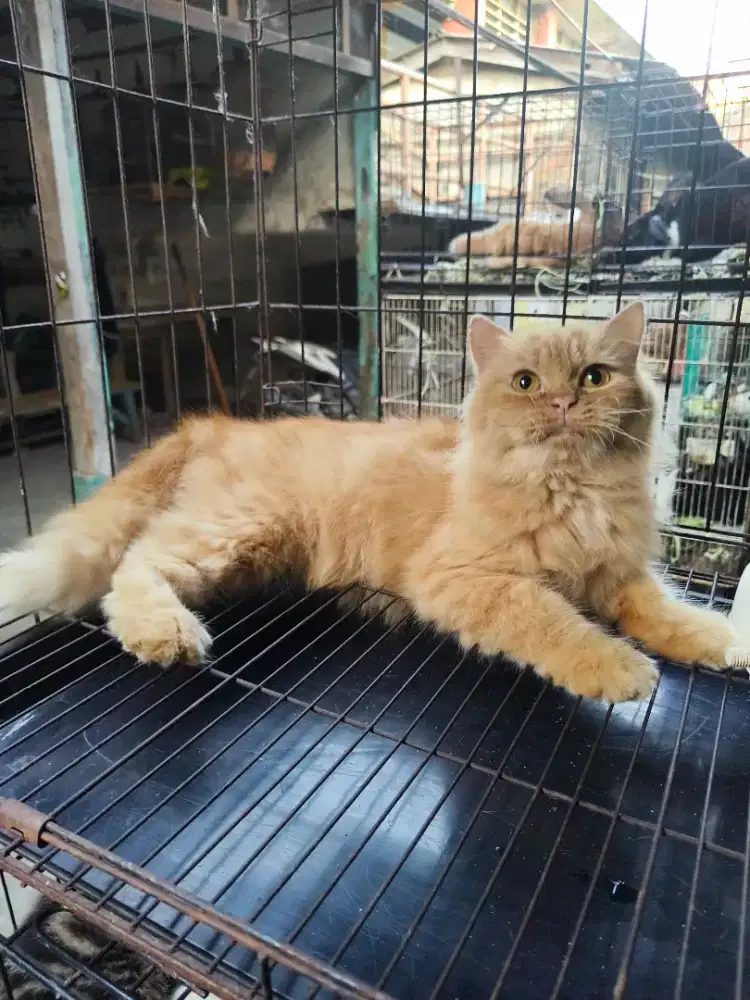 Flatnose betina 7,5 bulan
