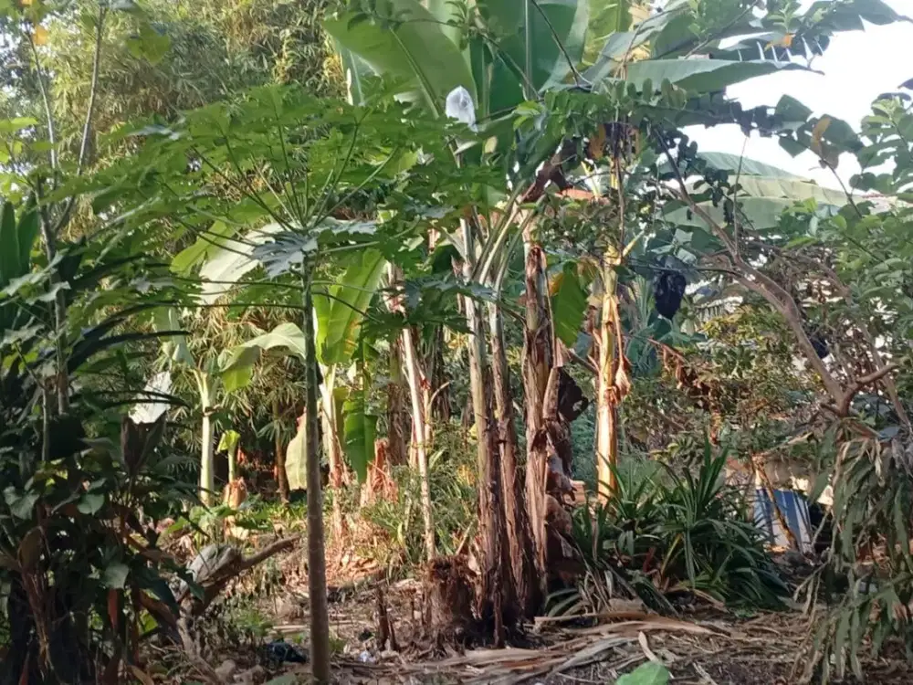 Tanah 188 m2 siap bangun Kalimulya Depok