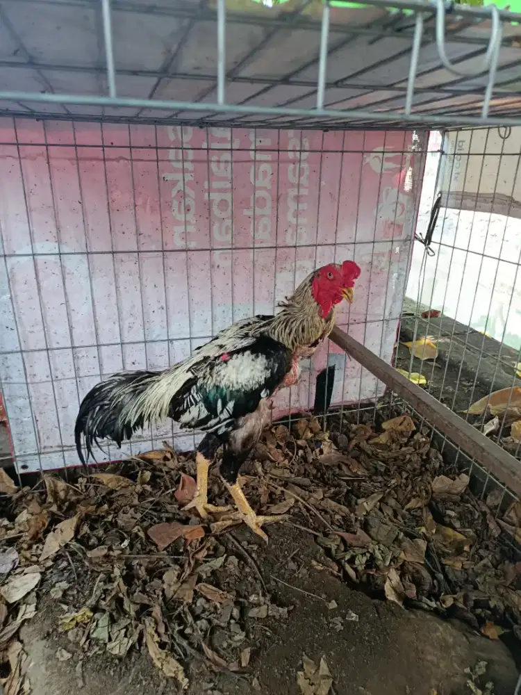 Ayam Shamo ukuran 5