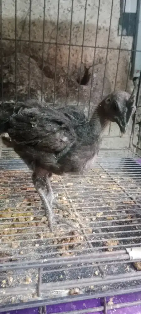 Anakan Ayam Cemani
