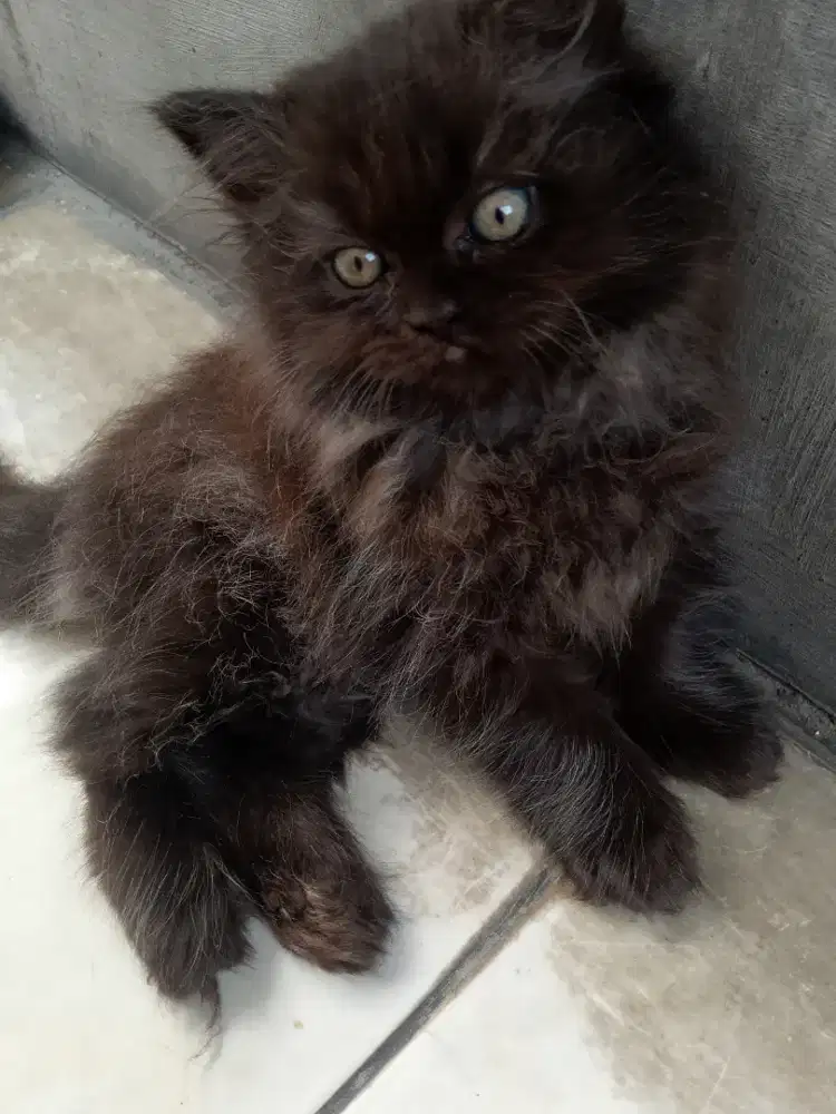 Kucing Persia anakan