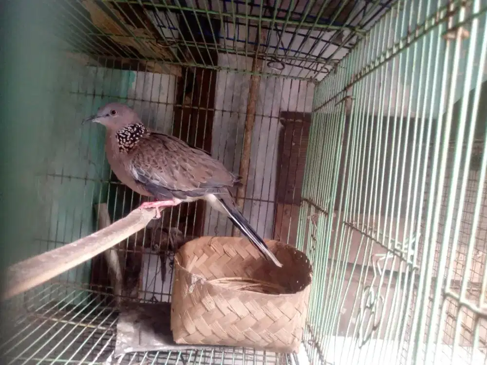 jual burung Tekukur betina kuk 2 paten