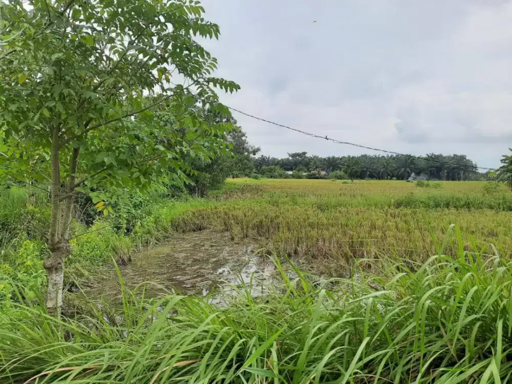 Tanah dijul Segera.