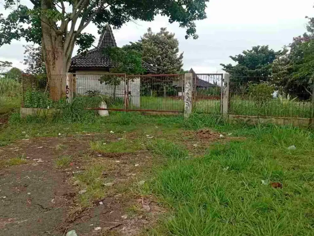 peternakan sapi luas tanah 1,3 ha 2.6 M di cibung bilang bogor barat