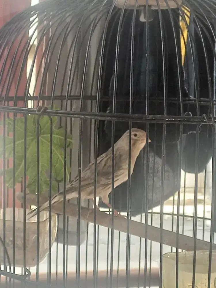Burung kenari starblue