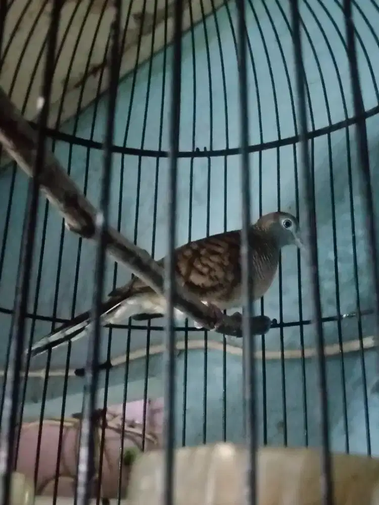 jual burung perkutut jantan bahan
