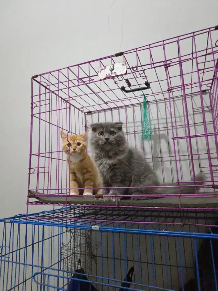 Kitten sf dan ss