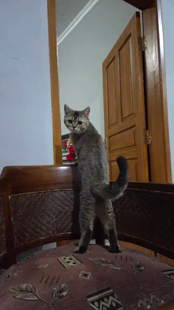 British shorthair betina
