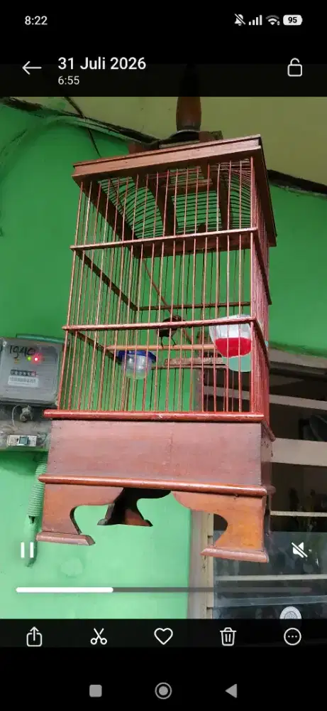 Konin kalimantan  trotol