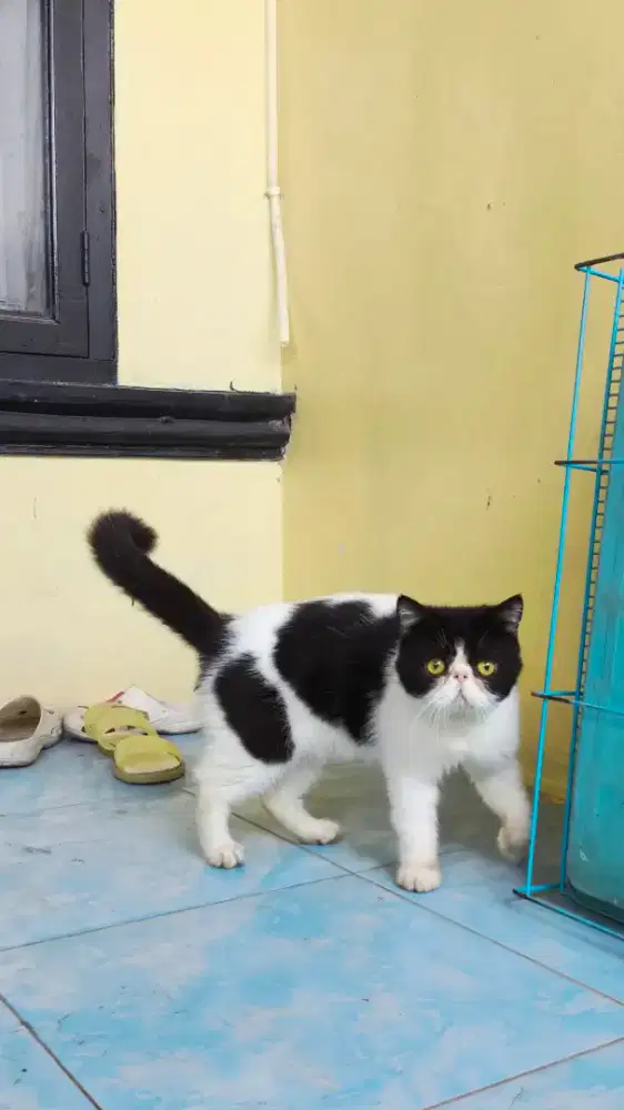 Kucing exotic peaknose