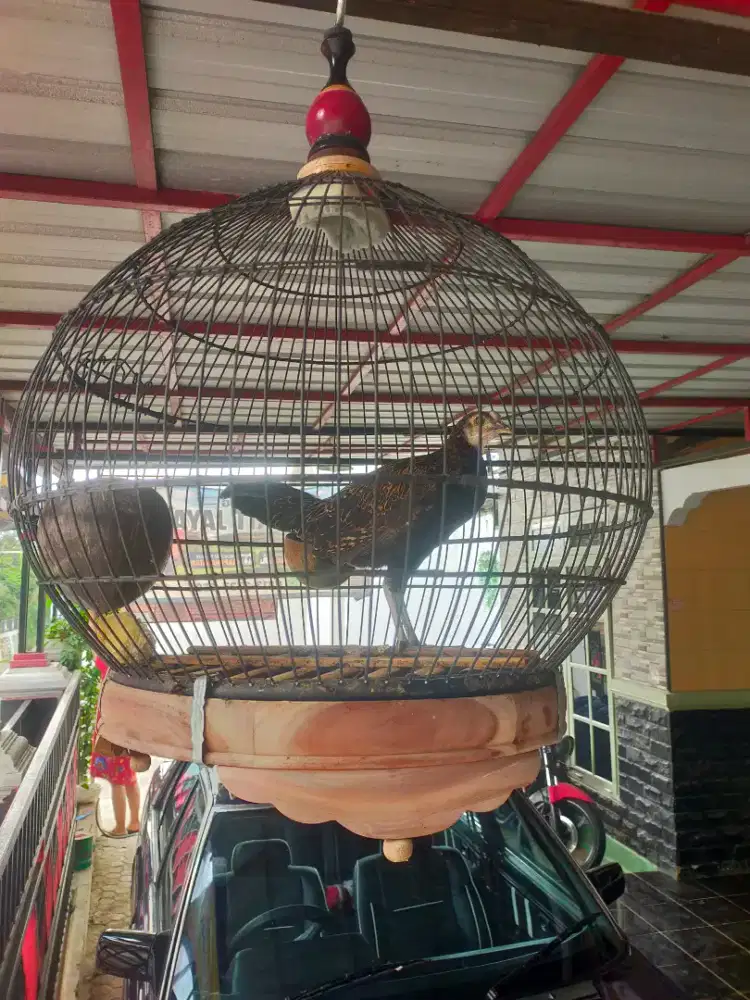 Ayam hutan hijau