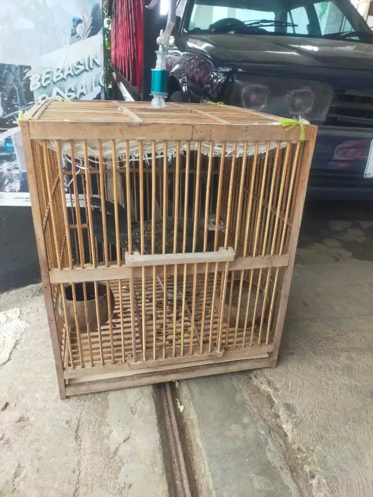 Ayam hutan hijau