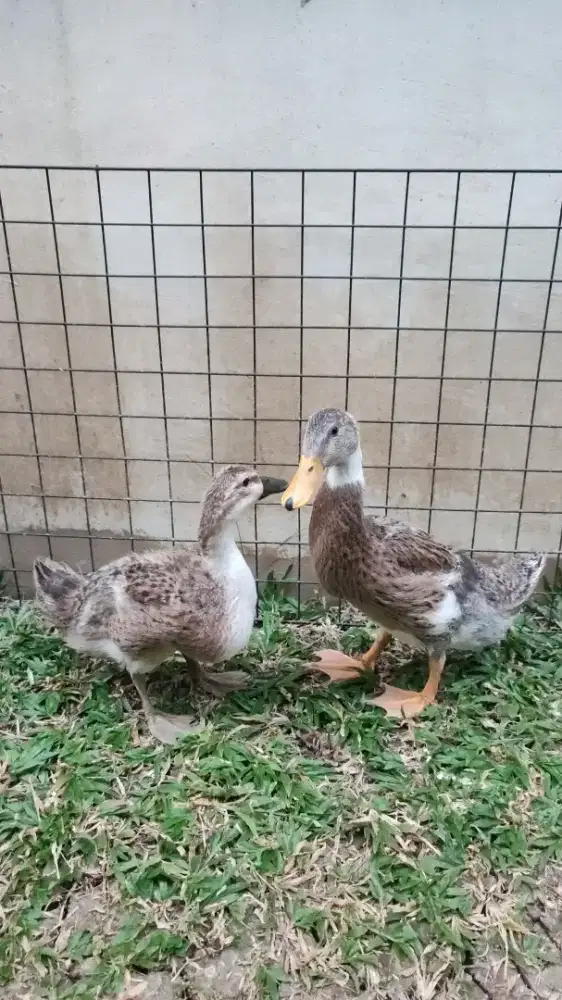 Bebek Kepala Hijau Remaja